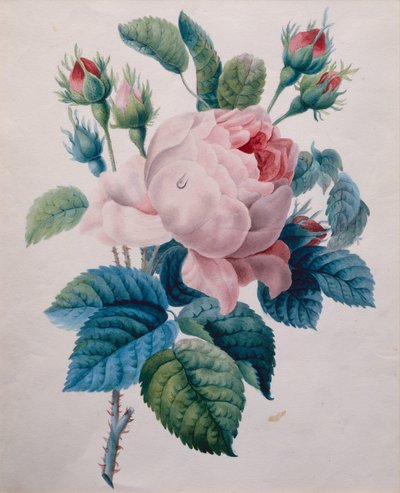 Uma Rosa (lápis e aquarela) de School French