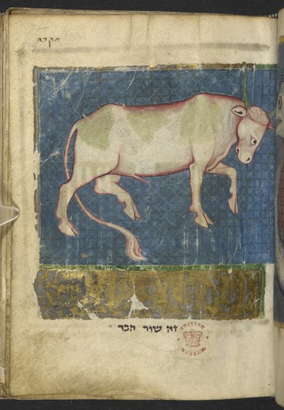 Acrescentar MS 11639 f.519t Um touro, de uma Miscelânea de textos bíblicos e outros ("The Northern French Miscellany" ou anteriormente "The British Museum Miscellany