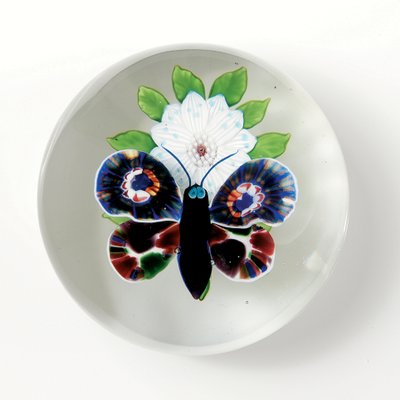 Borboleta bacará e peso da flor, o inseto com corpo roxo profundo, olhos azul-acinzentados claros e antenas (vidro) de School French