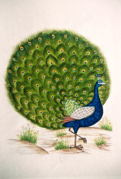 Pintura em miniatura sobre seda Pavão de School Indian