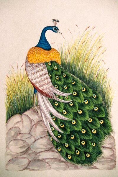 Pintura em miniatura sobre seda Pavão de School Indian