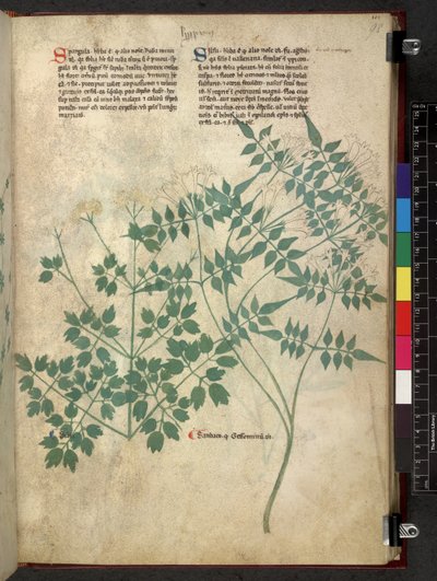 Egerton 747 Spargula and Self, Tractatus de herbis (Herbal) c.1280-1310 (tinta e cor sobre velino) de School Italian