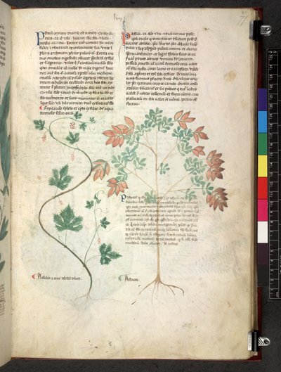 Egerton 747 Tractatus de herbis (Herbal) c.1280-1310 (tinta e cor sobre o velo) de School Italian