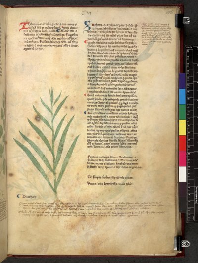 Egerton 747 Tractatus de herbis (Herbal) c.1280-1310 (tinta e cor sobre o velo) de School Italian