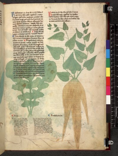 Egerton 747 Tractatus de herbis (Herbal) c.1280-1310 (tinta e cor em pergaminho) de School Italian