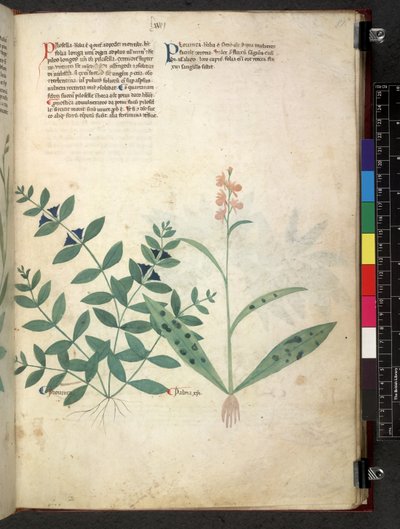 Egerton 747 Tractatus de herbis (Herbal) c.1280-1310 (tinta e cor em pergaminho) de School Italian