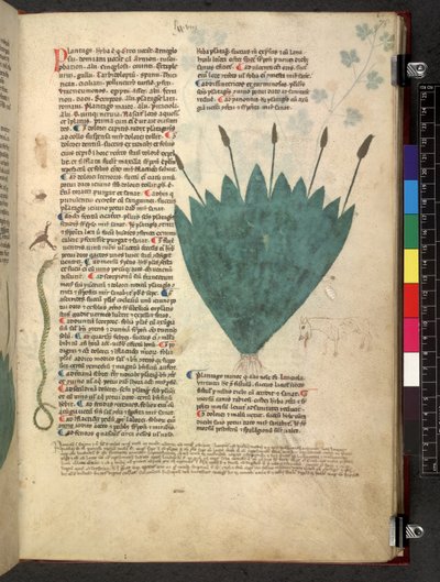 Egerton 747 Tractatus de herbis (Herbal) c.1280-1310 (tinta e cor em pergaminho) de School Italian