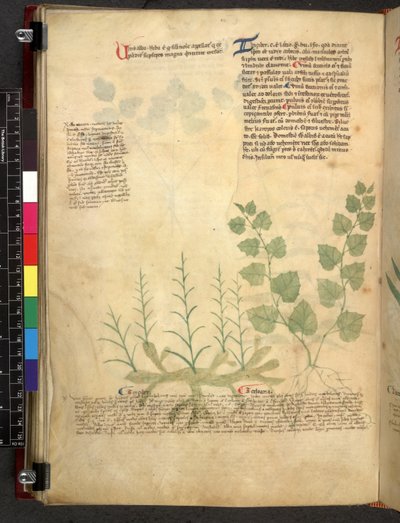 Egerton 747 Tractatus de herbis (Herbal) c.1280-1310 (tinta e cor sobre o velo) de School Italian
