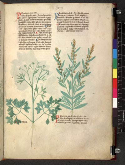 Egerton 747 Tractatus de herbis (Herbal) c.1280-1310 (tinta e cor sobre o velo) de School Italian