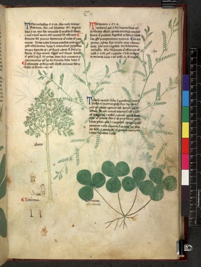 Egerton 747 Tractatus de herbis (Herbal) c.1280-1310 (tinta e cor sobre o velo) de School Italian
