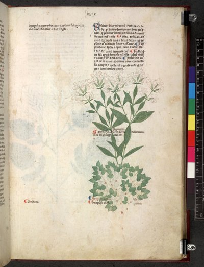 Egerton 747 Tractatus de herbis (Herbal) c.1280-1310 (tinta e cor em pergaminho) de School Italian