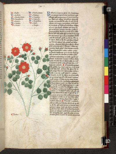 Egerton 747 Tractatus de herbis (Herbal) c.1280-1310 (tinta e cor em pergaminho) de School Italian
