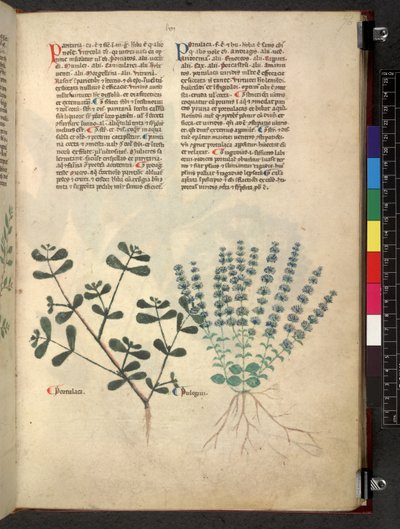 Egerton 747 Tractatus de herbis (Herbal) c.1280-1310 (tinta e cor sobre o velo) de School Italian