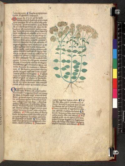 Egerton 747 Tractatus de herbis (Herbal) c.1280-1310 (tinta e cor sobre o velo) de School Italian