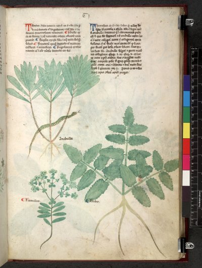 Egerton 747 Tractatus de herbis (Herbal) c.1280-1310 (tinta e cor sobre o velo) de School Italian