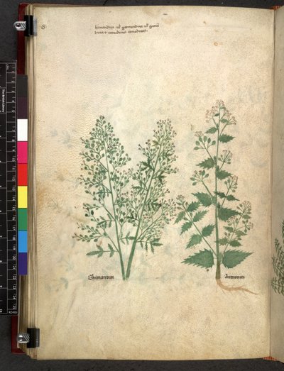 Egerton 747 Tractatus de herbis (Herbal) c.1280-1310 (tinta e cor em pergaminho) de School Italian