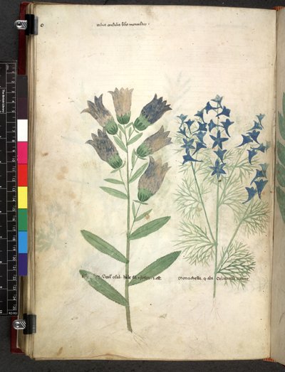 Egerton 747 Tractatus de herbis (Herbal) c.1280-1310 (tinta e cor em pergaminho) de School Italian