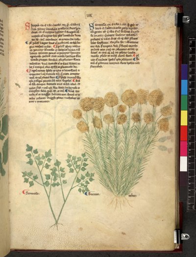 Egerton 747 Tractatus de herbis (Herbal) c.1280-1310 (tinta e cor sobre o velo) de School Italian