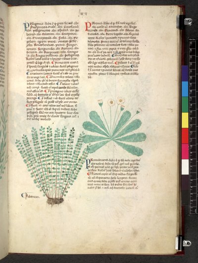 Egerton 747 Tractatus de herbis (Herbal) c.1280-1310 (tinta e cor em pergaminho) de School Italian