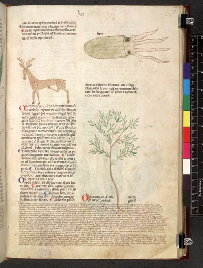Egerton 747 Tractatus de herbis (Herbal) c.1280-1310 (tinta e cor em pergaminho) de School Italian