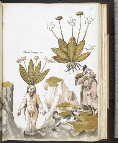 Harley MS 3736 f.59r Uma mandrágora a ser arrancada por um cão, de "Herbal com tratados sobre alimentos, venenos e remédios, e as propriedades das pedras" por Giovanni Cadamosto (tinta e cor sobre o velo) de School Italian