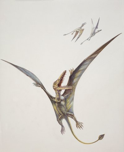 Rhamphorhynchoid, período Jurássico (cor litho) de School Italian