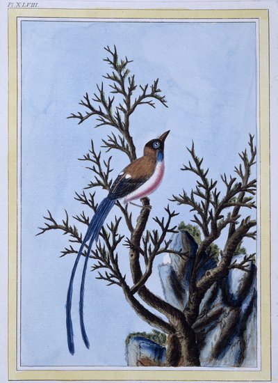 Bird - Impressão japonesa de Japanese School