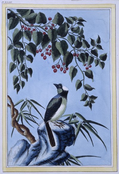 Bird - Impressão japonesa de Japanese School