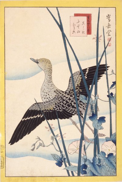 Pato selvagem de School Japanese