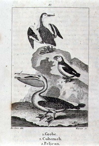 Grebe, Culterneb e Pelican de A History of the Earth and Animated Nature, Londres 1816 (gravação em chapa de cobre) de School Spanish