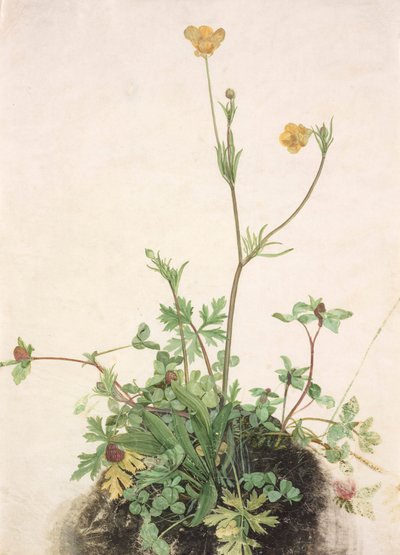 Alemão: Buttercup, Red Clover, and Plantain Buttercups, Red Clover, and Plantain de School of Albrecht Dürer
