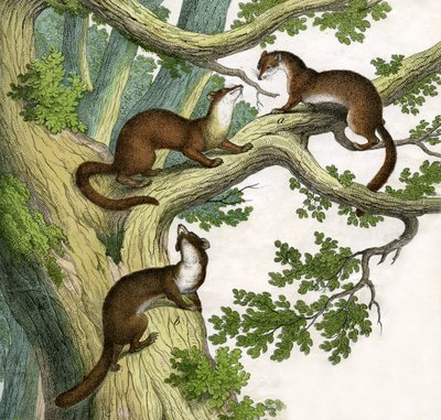 Antique Print of Three Martens de Scottish School