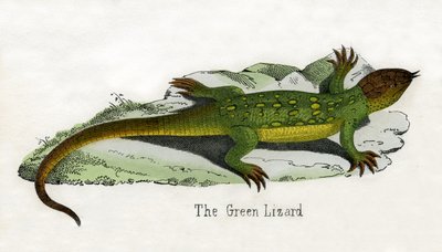 Antique Print of a European Green Lizard (Impressão Antiga de um Lagarto Verde Europeu) de Scottish School