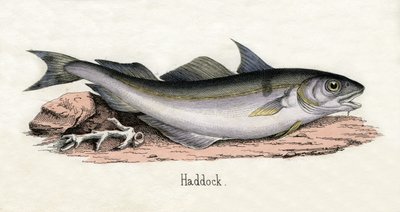 Impressão Antiga de um Haddock de Scottish School