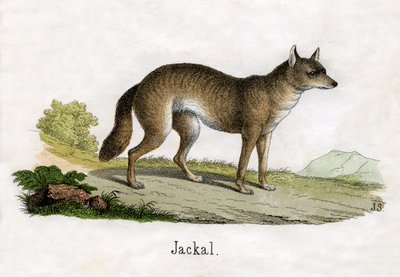 Impressão Antiga de um Chacal de Scottish School