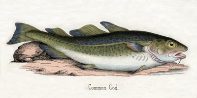 Impressão antiga de um Bacalhau do Atlântico de Scottish School