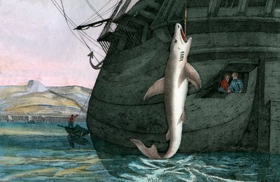 Grande Tubarão Branco Apanhado no Mar de Scottish School