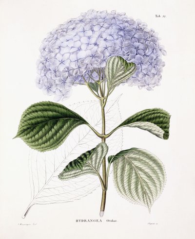 Hortênsia Ottaksa, c.1835-70 de Sebastian Minsinger