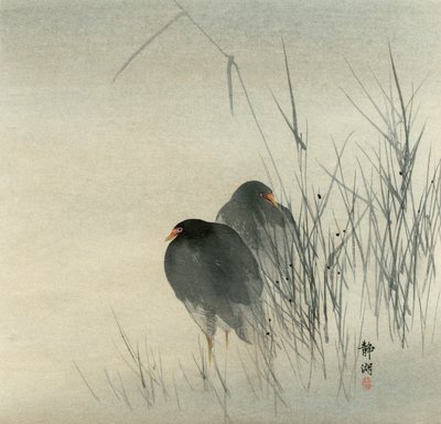 Duas galinhas de pântano em sedimentos enevoados de Seiko Okuhara