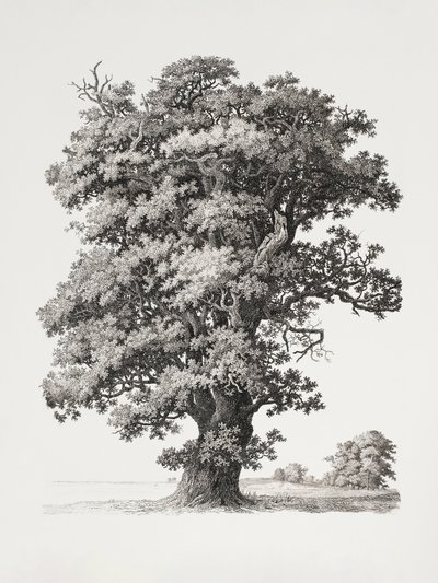 Estudos de árvores: «After Nature» no contexto do desenho paisagístico de S.h. Petersen