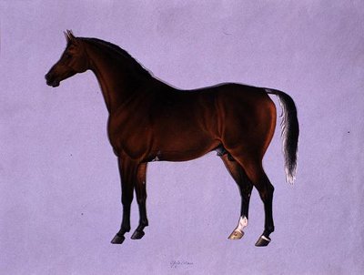 Oppidan, c.1840 (aguarela sobre papel) de Shaik Muhammad Amir of Karraya