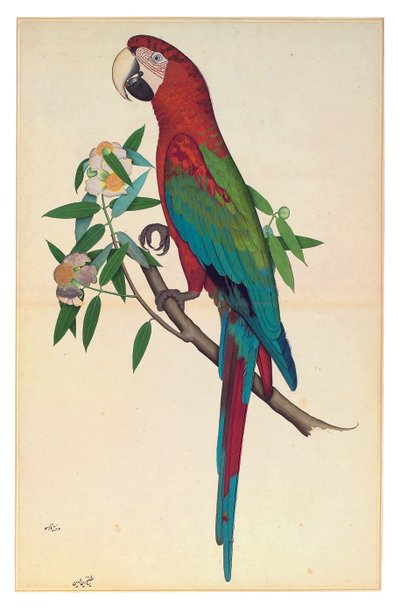 Uma Arara de asas verdes, c.1780 (aguarela opaca sobre papel) de Shaikh Zain ud Din (fl.1777 83)