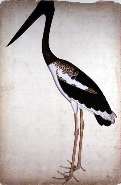 Cegonha preta, Xenorhynchus Asiaticus, pintada para a Senhora Impey em Calcutá, c.1780 (guache em papel) de Shaikh Zain ud Din (fl.1777 83)
