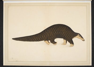 Adicione a neve. Ou. 4667, Pangolim ou tamanduá escamoso de Shaikh Zain ud Din (fl.1777 83)