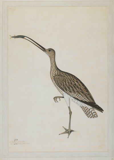 O Cachalote do Leste Devorando um Cachalote de Lama de Shaikh Zain ud Din (fl.1777 83)