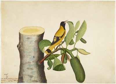 Oriole com capuz preto e inseto em Jackfruit Stump, fólio de uma série encomendada por Lady Impey, 1778 de Shaikh Zain ud Din