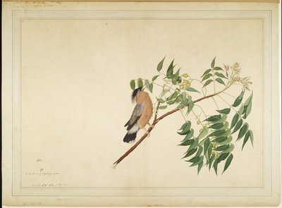 Brahminy Starling no galho de árvore de Neem, fólio de uma série encomendada por Lady Impey, 1780 de Shaikh Zain ud Din