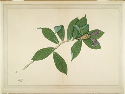 Crepe Ginger Plant, folha de uma série encomendada por Lady Impey, c.1780 de Shaikh Zain ud Din