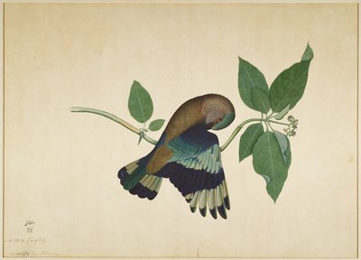 Rolo indiano no ramo de sândalo, folha de uma série encomendada por Lady Impey, 1779 de Shaikh Zain ud Din