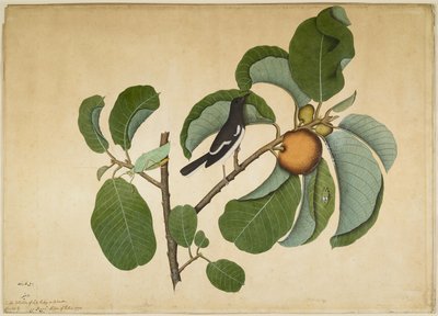 Robin Magpie Oriental com Katydid e Hopper de Folhas no Macaco Jack Branch, fólio de uma série encomendada por Lady Impey, 1778 de Shaikh Zain ud Din
